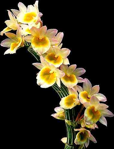 Dendrobium crepidatum